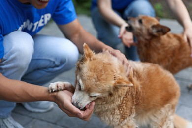 Photo of Volunteers with cute stray dogs outdoors, closeup