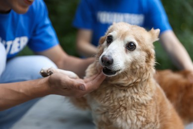 Photo of Volunteers with cute stray dogs outdoors, closeup