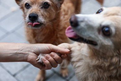 Photo of Volunteer with cute stray dogs outdoors, closeup