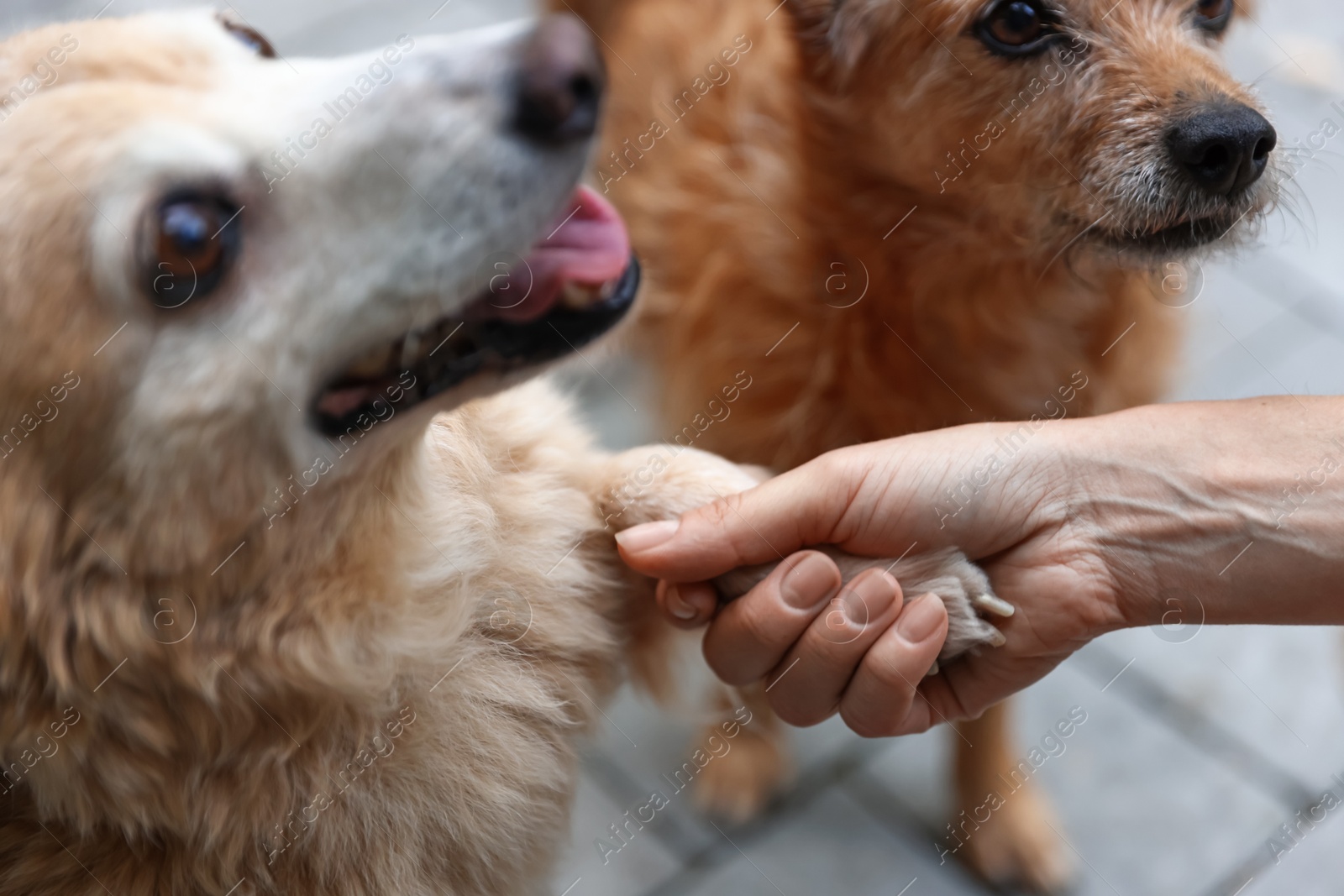 Photo of Volunteer with cute stray dogs outdoors, closeup