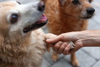 Photo of Volunteer with cute stray dogs outdoors, closeup