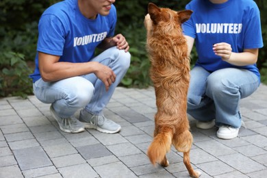 Photo of Volunteers with cute stray dog outdoors, closeup