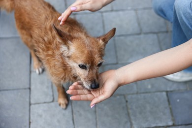 Photo of Volunteer with cute stray dog outdoors, closeup