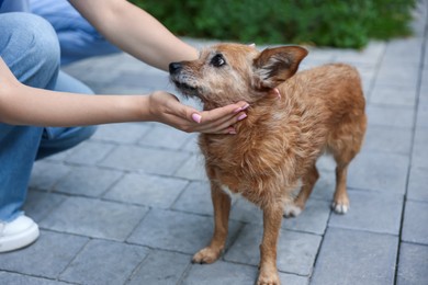 Photo of Volunteer with cute stray dog outdoors, closeup