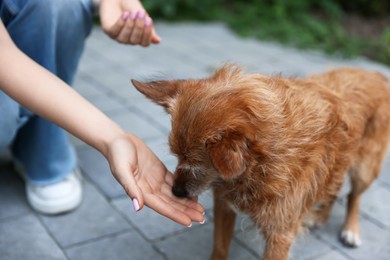 Photo of Volunteer with cute stray dog outdoors, closeup