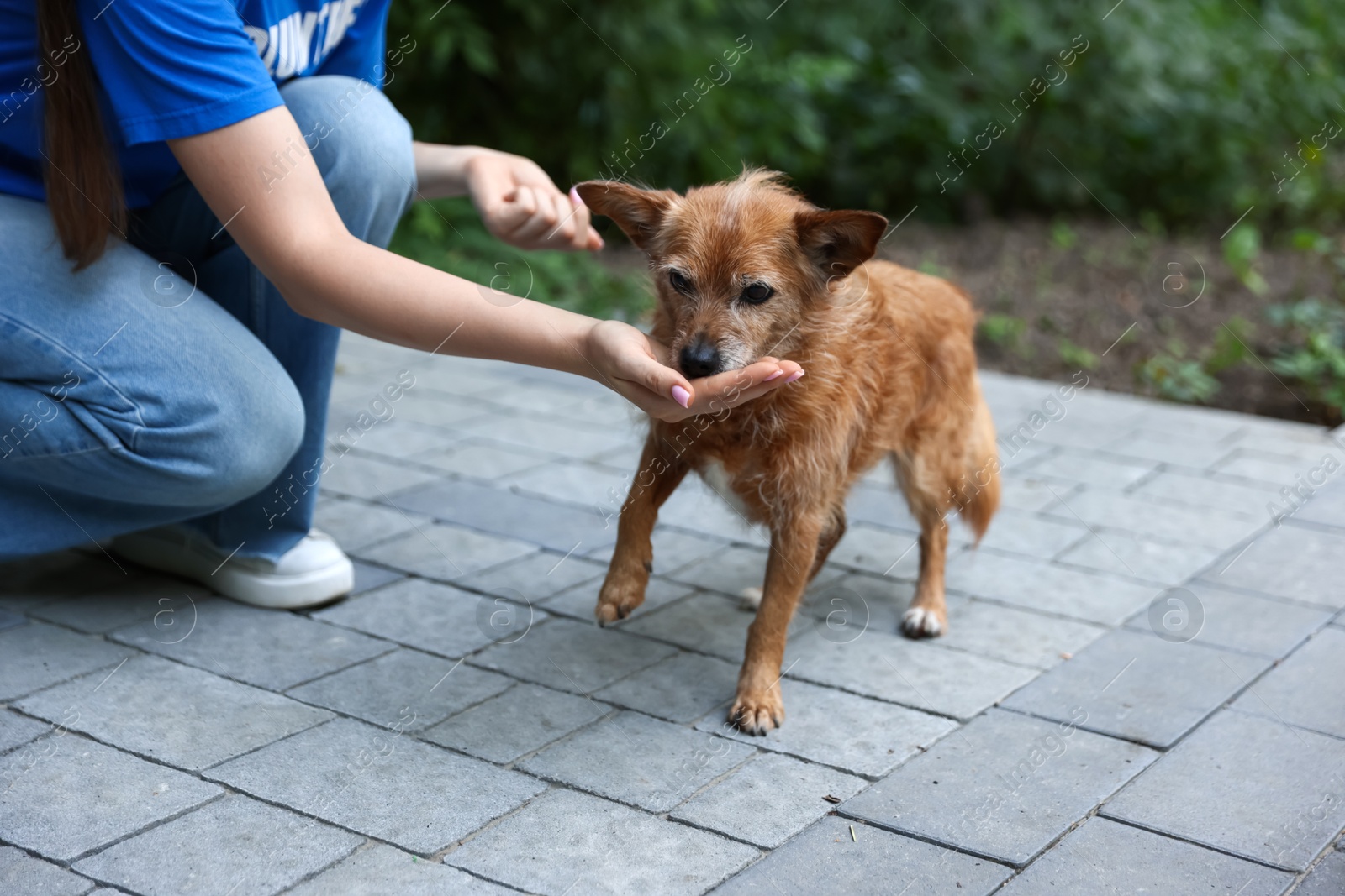 Photo of Volunteer with cute stray dog outdoors, closeup