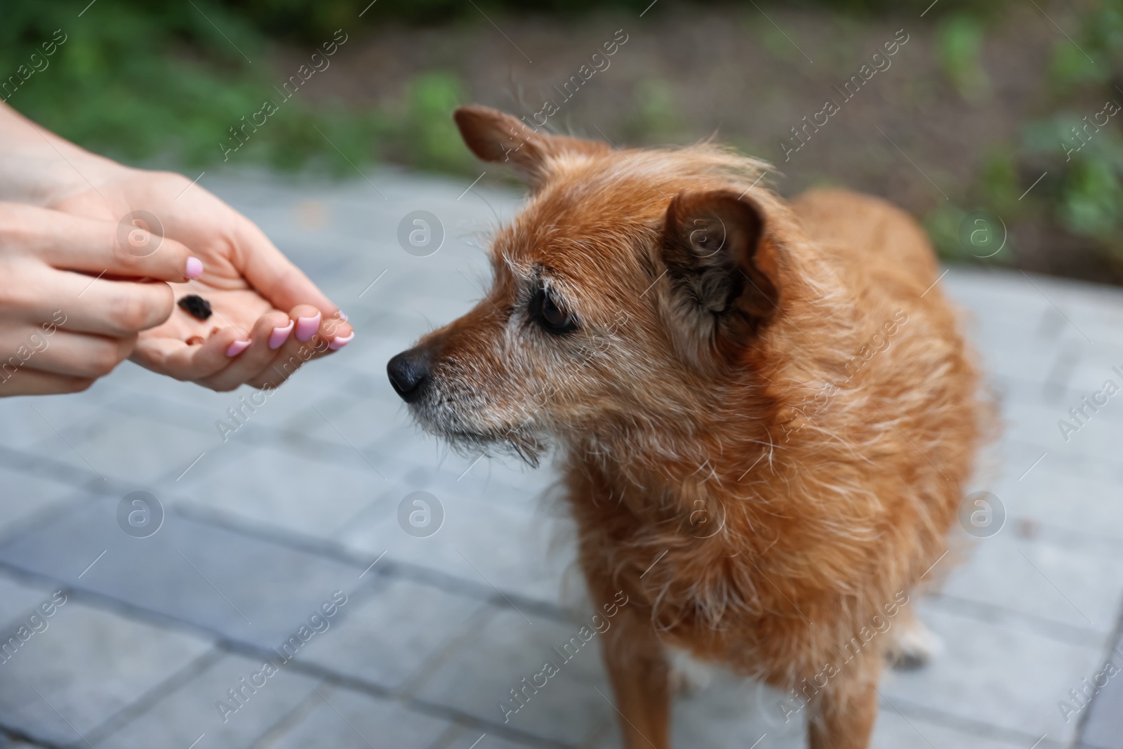 Photo of Volunteer giving treat to cute stray dog outdoors, closeup