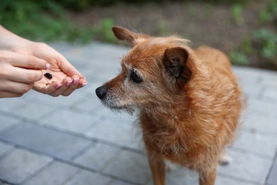 Photo of Volunteer giving treat to cute stray dog outdoors, closeup