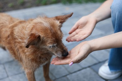 Photo of Volunteer with cute stray dog outdoors, closeup