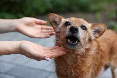 Photo of Volunteer with cute stray dog outdoors, closeup