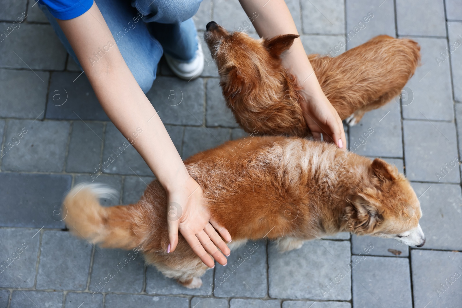 Photo of Volunteer with cute stray dogs outdoors, above view