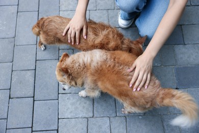 Photo of Volunteer with cute stray dogs outdoors, above view