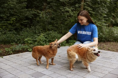Photo of Volunteer with cute stray dogs outdoors. Animal rescue