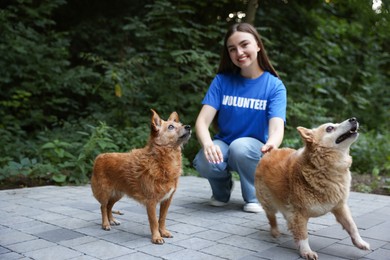 Photo of Volunteer with cute stray dogs outdoors. Animal rescue