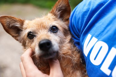 Photo of Volunteer holding cute stray dog outdoors, closeup
