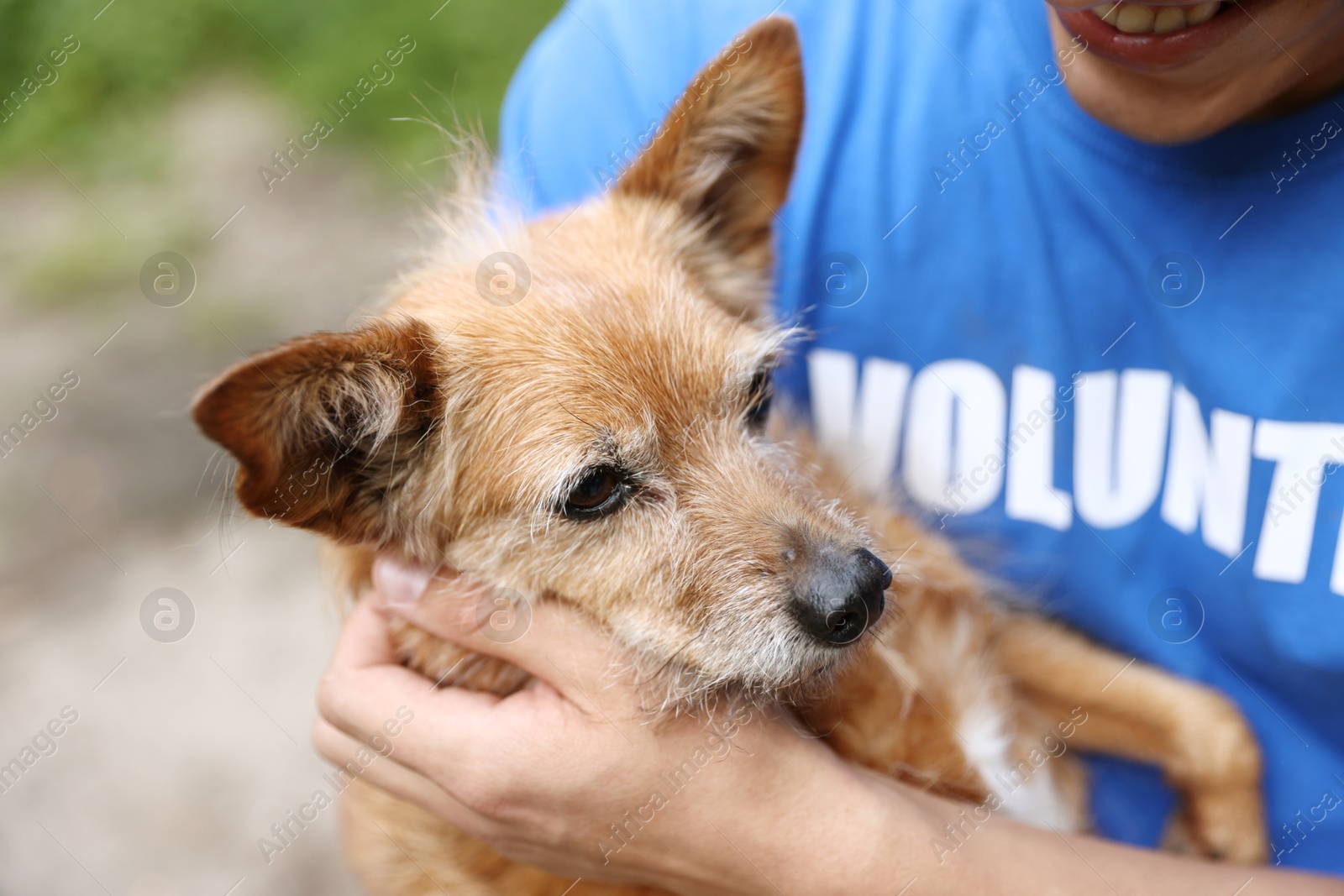 Photo of Volunteer with cute stray dog outdoors, closeup