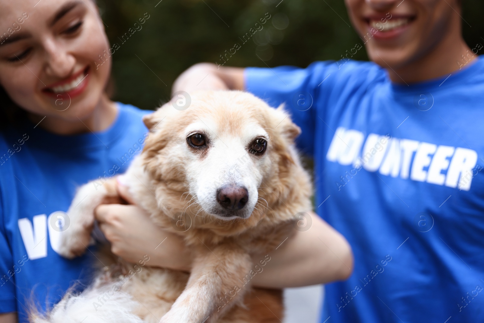 Photo of Volunteers with cute stray dog outdoors, selective focus