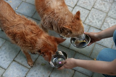 Photo of Volunteer feeding cute stray dogs outdoors, closeup