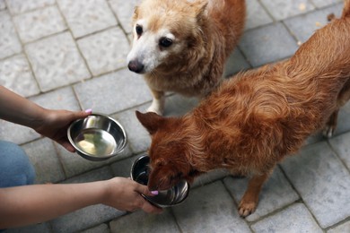 Photo of Volunteer feeding cute stray dogs outdoors, closeup