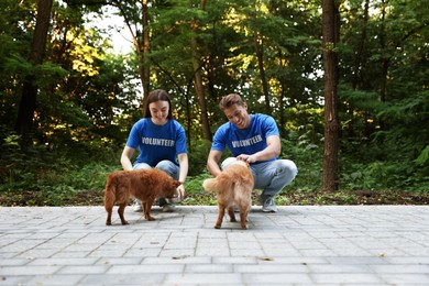 Photo of Volunteers feeding cute stray dogs outdoors. Animal rescue