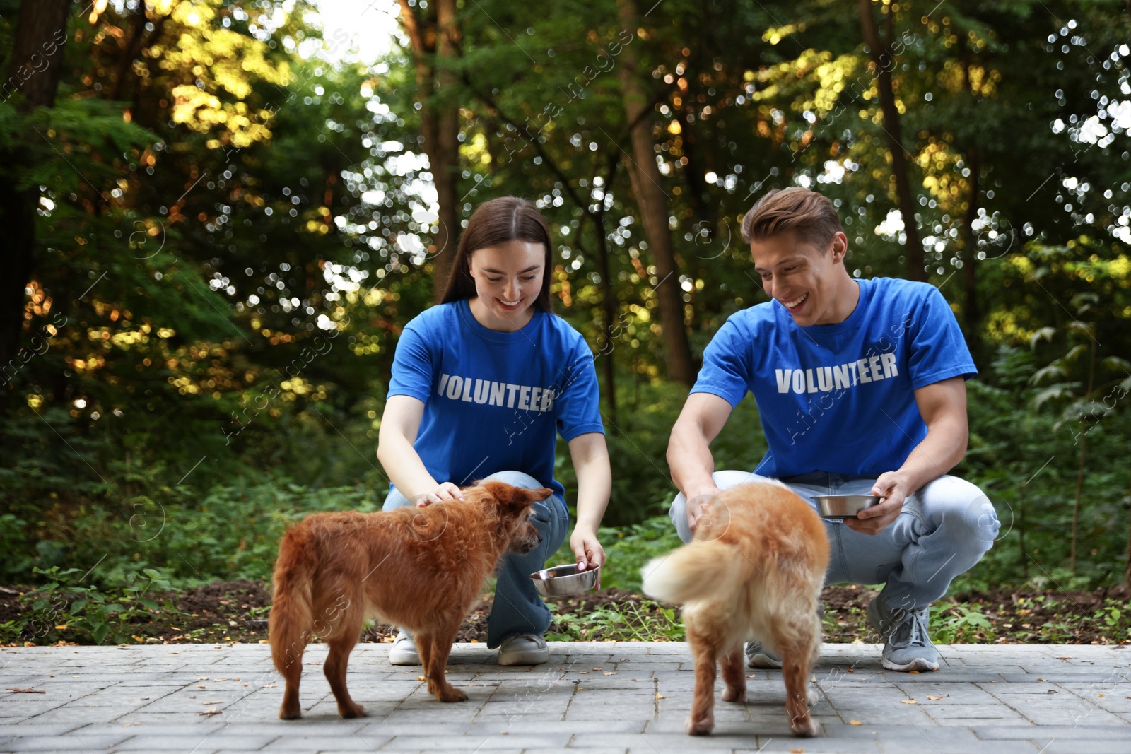 Photo of Volunteers feeding cute stray dogs outdoors. Animal rescue