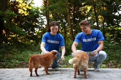 Photo of Volunteers feeding cute stray dogs outdoors. Animal rescue