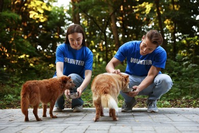 Photo of Volunteers feeding cute stray dogs outdoors. Animal rescue