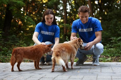 Photo of Volunteers feeding cute stray dogs outdoors. Animal rescue