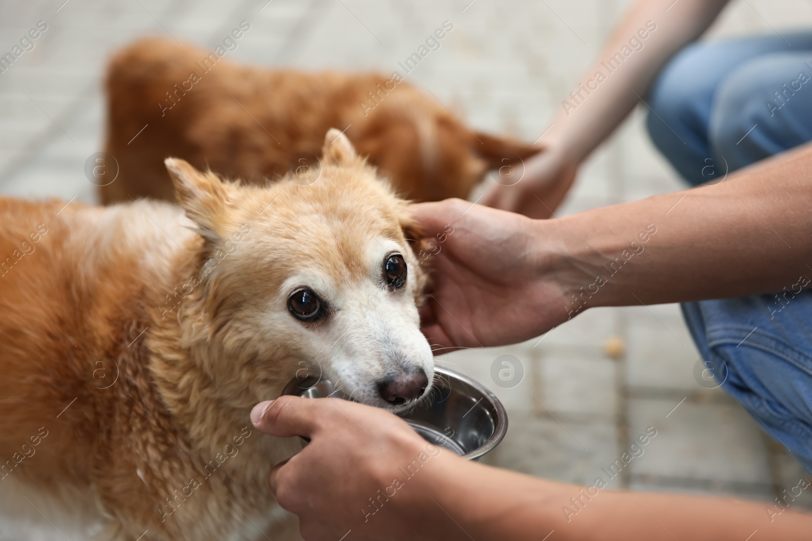 Photo of Volunteers feeding cute stray dogs outdoors, closeup