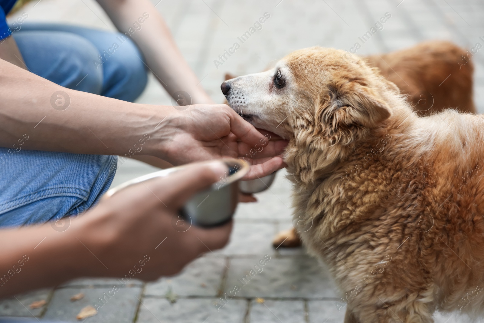 Photo of Volunteers feeding cute stray dogs outdoors, closeup