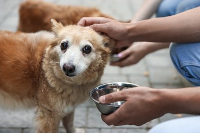 Photo of Volunteers feeding cute stray dogs outdoors, closeup