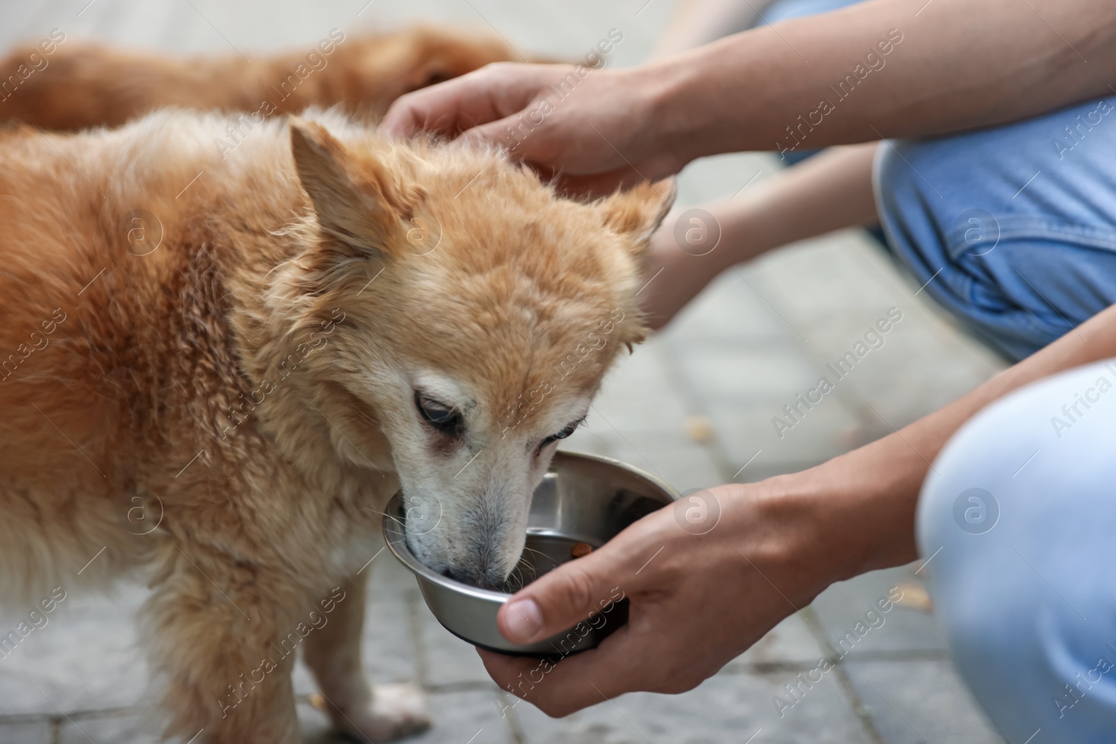 Photo of Volunteers feeding cute stray dogs outdoors, closeup