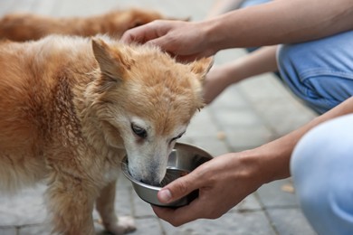 Photo of Volunteers feeding cute stray dogs outdoors, closeup