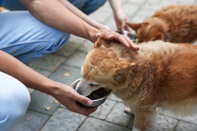 Photo of Volunteers feeding cute stray dogs outdoors, closeup