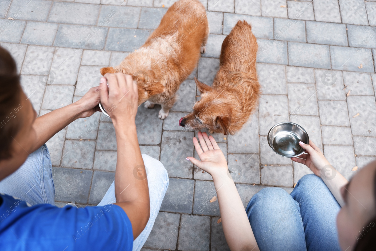 Photo of Volunteers feeding cute stray dogs outdoors, above view