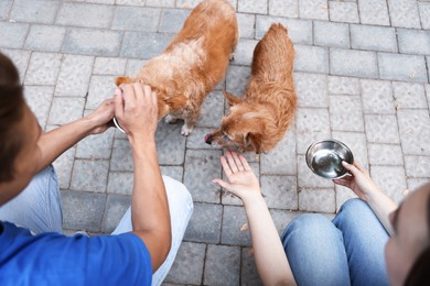 Photo of Volunteers feeding cute stray dogs outdoors, above view
