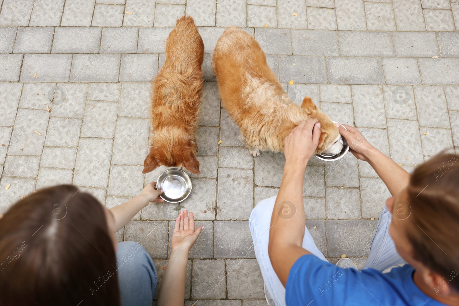 Photo of Volunteers feeding cute stray dogs outdoors, above view