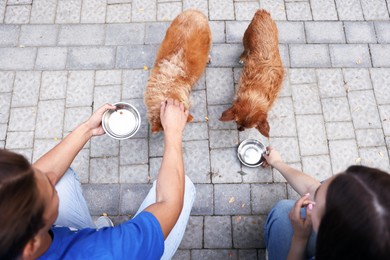 Photo of Volunteers feeding cute stray dogs outdoors, above view