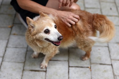 Photo of Volunteer with cute stray dog outdoors, closeup