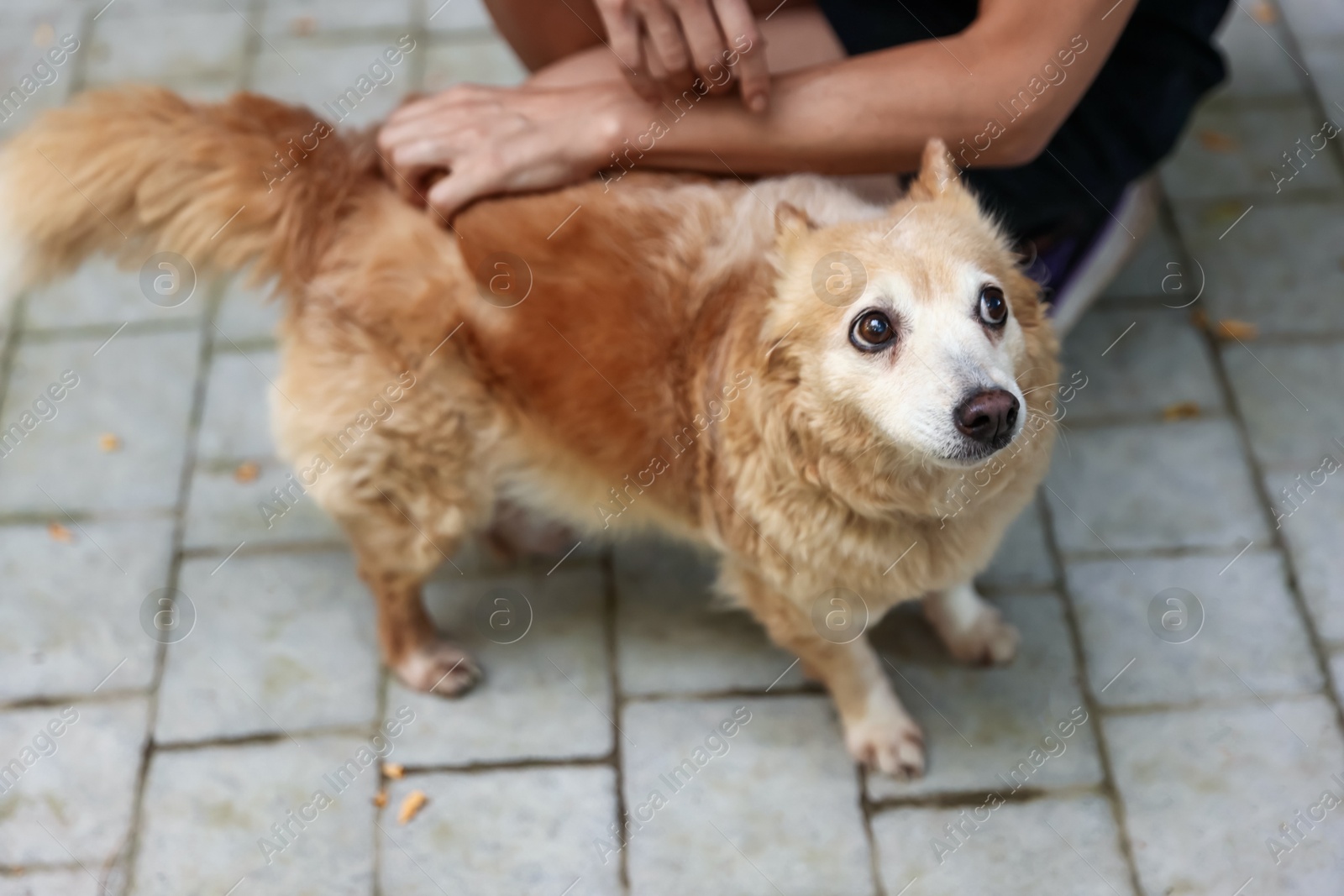 Photo of Volunteer with cute stray dog outdoors, closeup