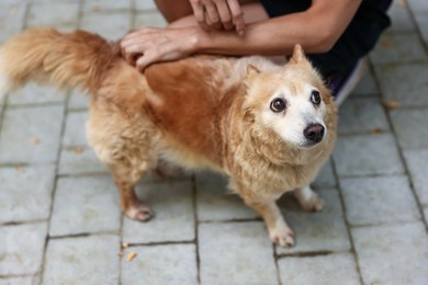 Photo of Volunteer with cute stray dog outdoors, closeup