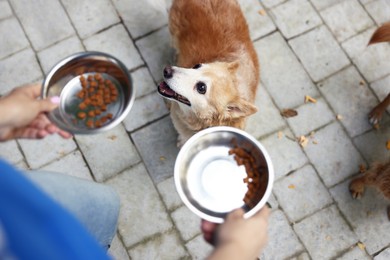 Photo of Volunteer feeding cute stray dogs outdoors, above view