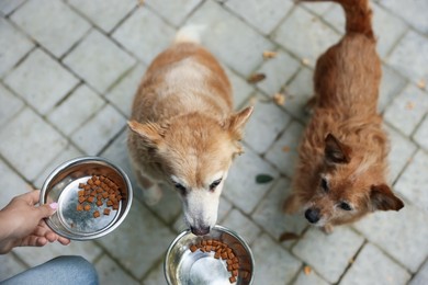 Photo of Volunteer feeding cute stray dogs outdoors, above view