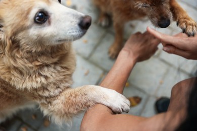 Photo of Volunteer with cute stray dogs outdoors, closeup