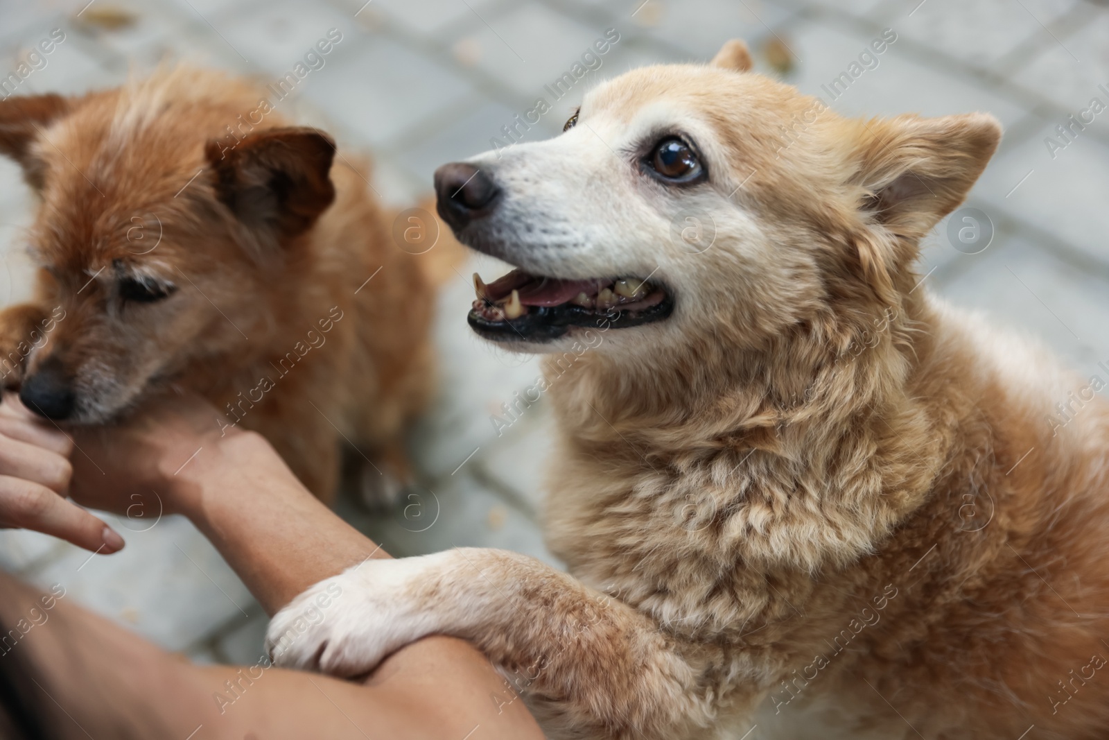 Photo of Volunteer with cute stray dogs outdoors, closeup