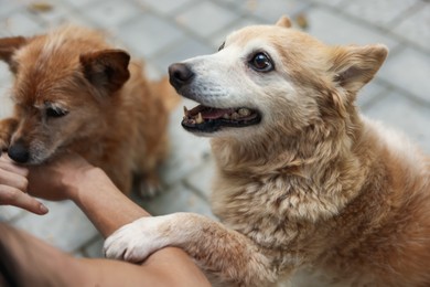 Photo of Volunteer with cute stray dogs outdoors, closeup