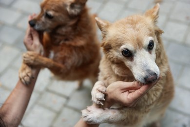 Photo of Volunteer with cute stray dogs outdoors, closeup