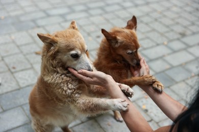 Photo of Volunteer with cute stray dogs outdoors, closeup