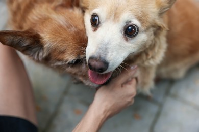 Photo of Volunteer with cute stray dogs outdoors, closeup