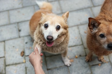 Photo of Volunteer with cute stray dogs outdoors, closeup